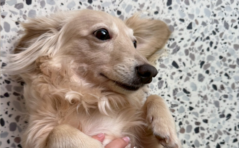 シフォン2｜保護犬譲渡＆ふれあいカフェLINO（沖縄南城市）