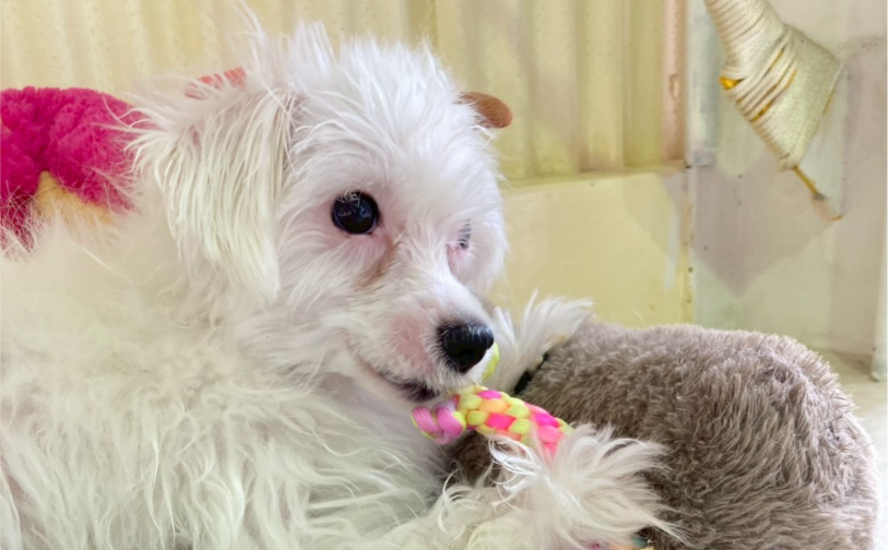 チーズ01／保護犬譲渡＆ふれあいカフェLINO