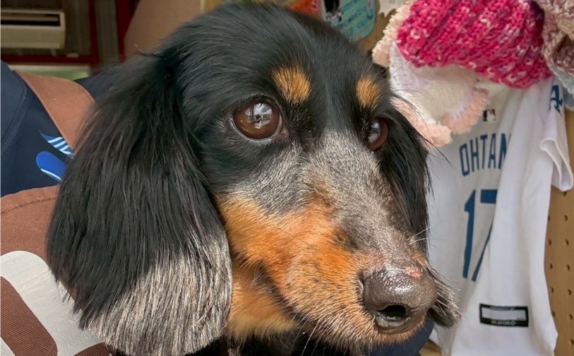 タルト3｜保護犬譲渡＆ふれあいカフェLINO（沖縄南城市）