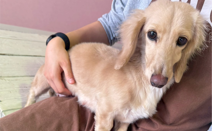 ミルク5|保護犬譲渡&ふれあいカフェLINO(沖縄南城市)