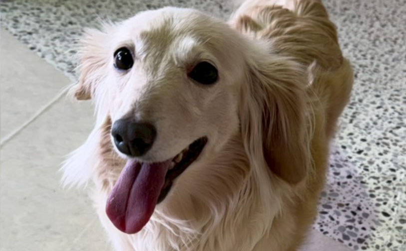 シフォン1｜保護犬譲渡＆ふれあいカフェLINO（沖縄南城市）