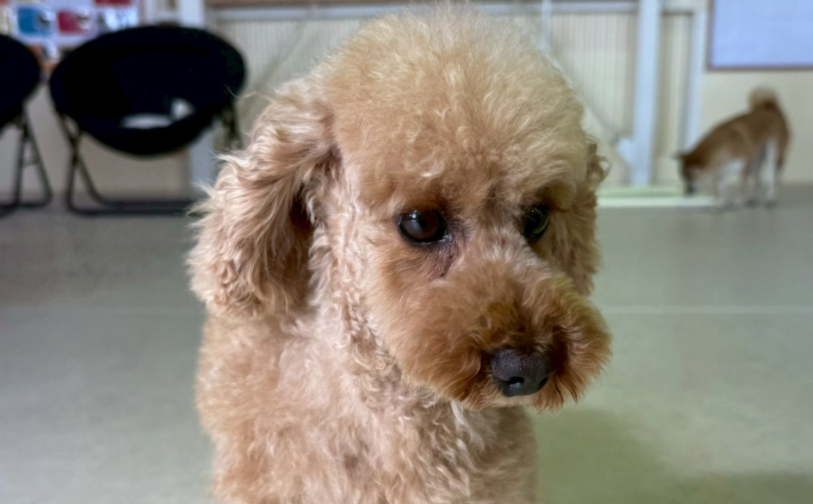 ラテ|保護犬譲渡&ふれあいカフェLINO(沖縄南城市)