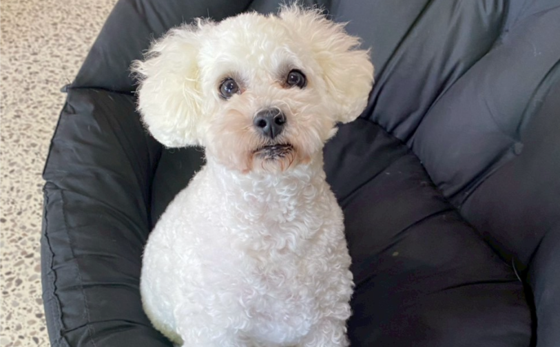 はなまる｜保護犬譲渡＆ふれあいカフェLINO（沖縄南城市）