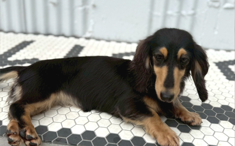 モンブラン4｜保護犬譲渡＆ふれあいカフェLINO（沖縄南城市）