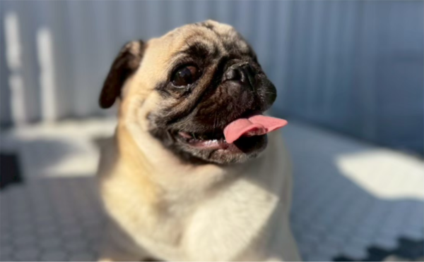 さおり01／保護犬譲渡＆ふれあいカフェLINO