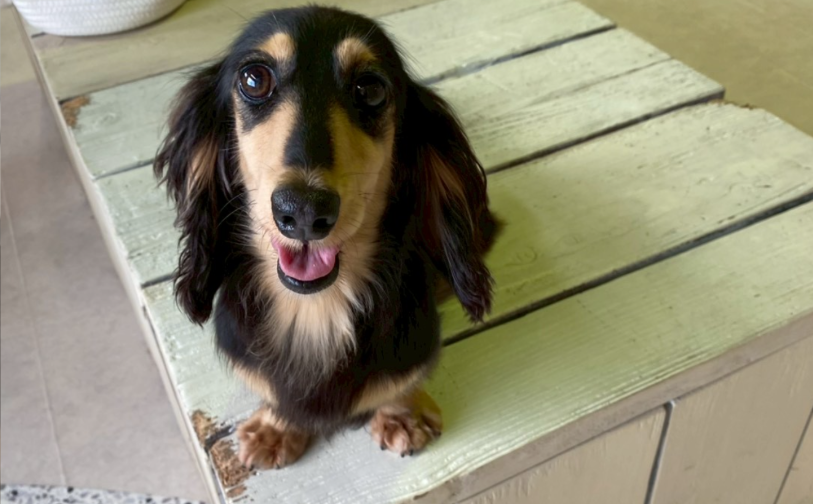 モンブラン2｜保護犬譲渡＆ふれあいカフェLINO（沖縄南城市）