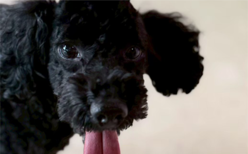 アフロ2|保護犬譲渡&ふれあいカフェLINO(沖縄南城市)