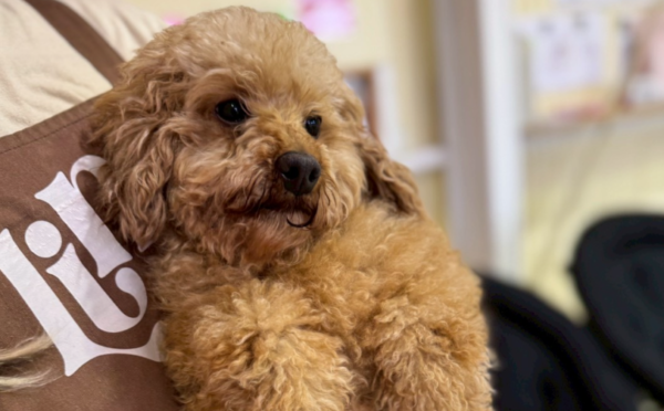 ララ｜保護犬譲渡＆ふれあいカフェLINO（沖縄南城市）