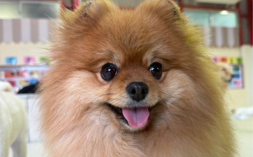 ナッツ_1｜保護犬譲渡＆ふれあいカフェLINO（沖縄南城市）