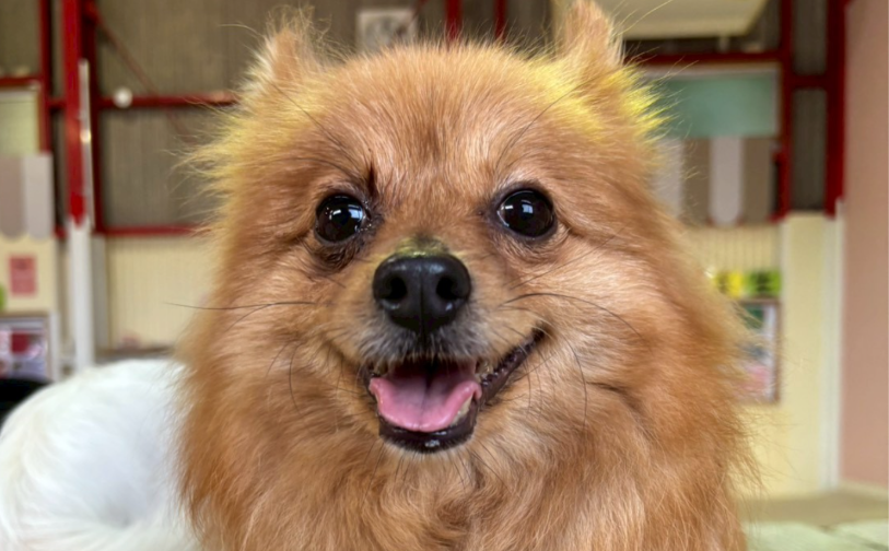 キウイ_2｜保護犬譲渡＆ふれあいカフェLINO（沖縄南城市）