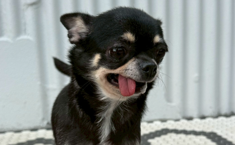 チェリー_4｜保護犬譲渡＆ふれあいカフェLINO（沖縄南城市）