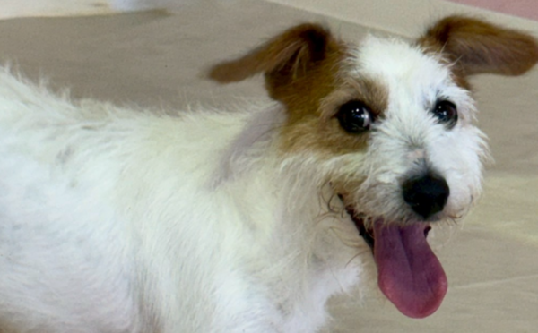 うめこ_1｜保護犬譲渡＆ふれあいカフェLINO（沖縄南城市）