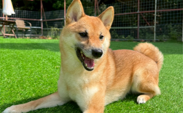 黒糖_1｜保護犬譲渡＆ふれあいカフェLINO（沖縄南城市）