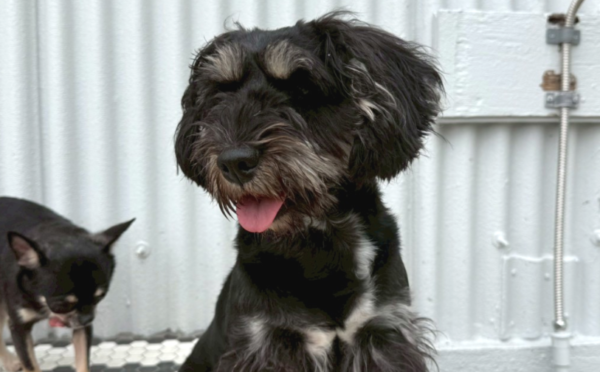 にこ_1｜保護犬譲渡＆ふれあいカフェLINO（沖縄南城市）