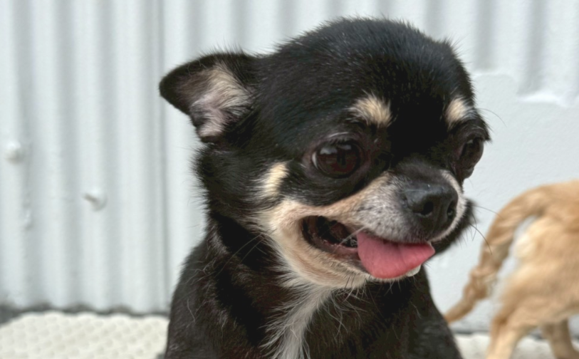 チェリー_2｜保護犬譲渡＆ふれあいカフェLINO（沖縄南城市）