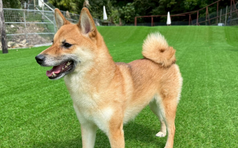 黒糖_3|保護犬譲渡&ふれあいカフェLINO(沖縄南城市)