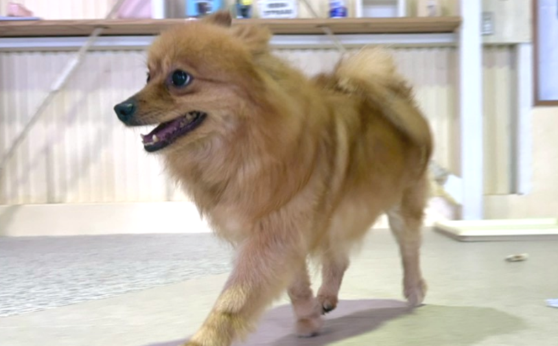 キウイ_3｜保護犬譲渡＆ふれあいカフェLINO（沖縄南城市）