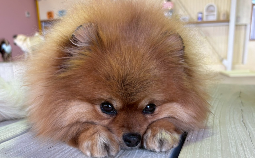 ナッツ_3｜保護犬譲渡＆ふれあいカフェLINO（沖縄南城市）