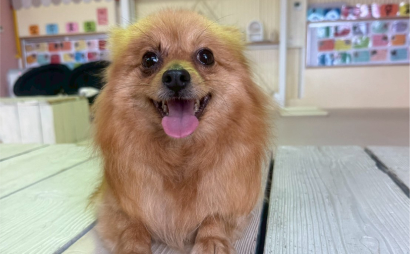 キウイ_4｜保護犬譲渡＆ふれあいカフェLINO（沖縄南城市）