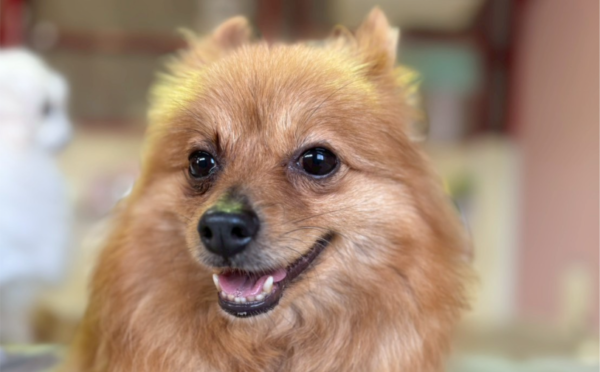 キウイ_1｜保護犬譲渡＆ふれあいカフェLINO（沖縄南城市）