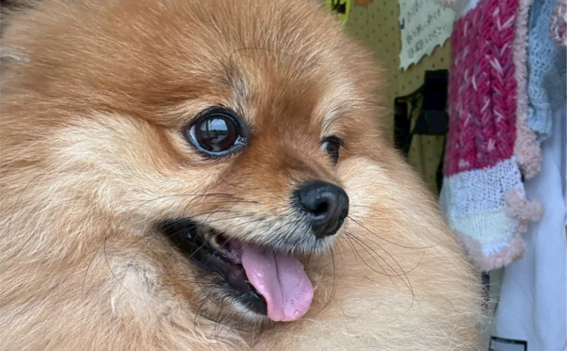 ナッツ_5｜保護犬譲渡＆ふれあいカフェLINO（沖縄南城市）