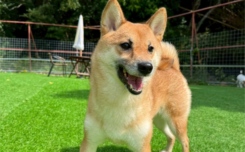 黒糖_2|保護犬譲渡&ふれあいカフェLINO(沖縄南城市)