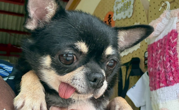 チェリー_1｜保護犬譲渡＆ふれあいカフェLINO（沖縄南城市）