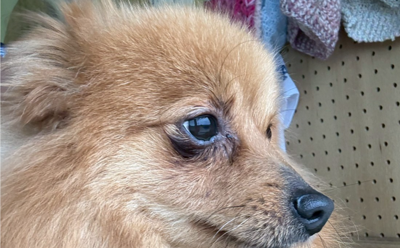 キウイ_5｜保護犬譲渡＆ふれあいカフェLINO（沖縄南城市）