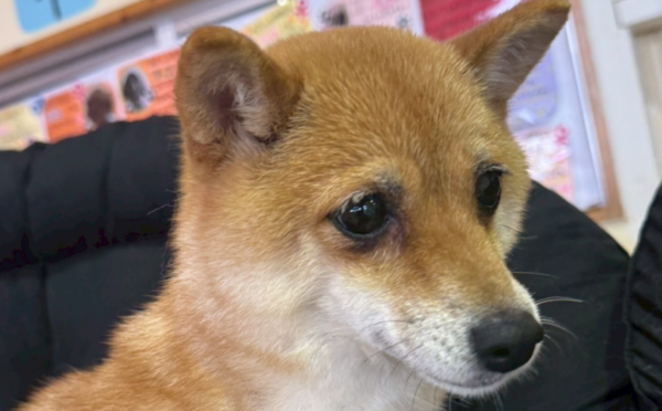 きなこ_1｜保護犬譲渡＆ふれあいカフェLINO（沖縄南城市）