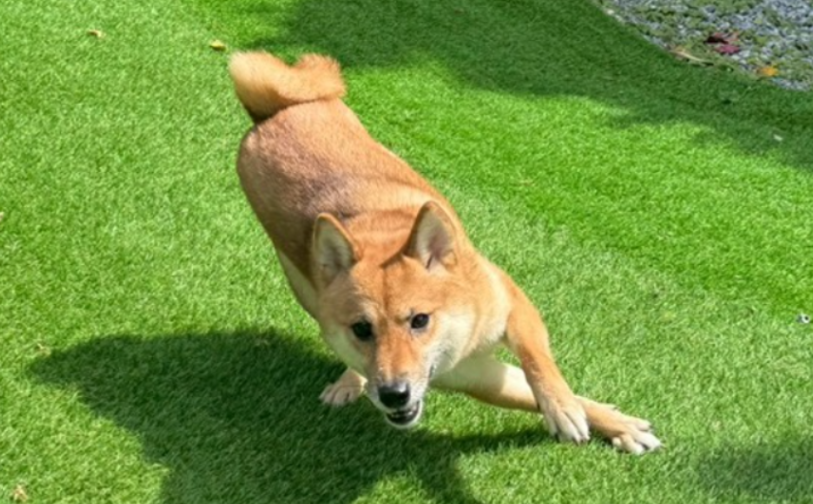 黒糖_5|保護犬譲渡&ふれあいカフェLINO(沖縄南城市)