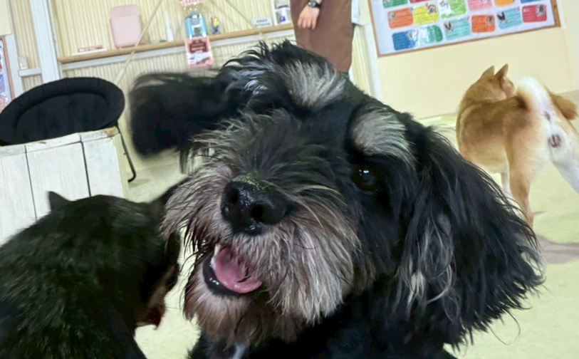 にこ_3｜保護犬譲渡＆ふれあいカフェLINO（沖縄南城市）