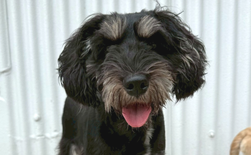 にこ_2｜保護犬譲渡＆ふれあいカフェLINO（沖縄南城市）