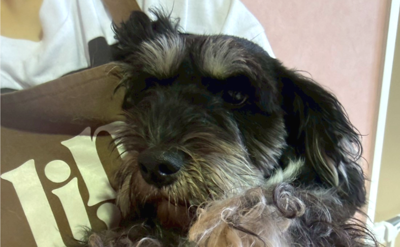 にこ_5｜保護犬譲渡＆ふれあいカフェLINO（沖縄南城市）