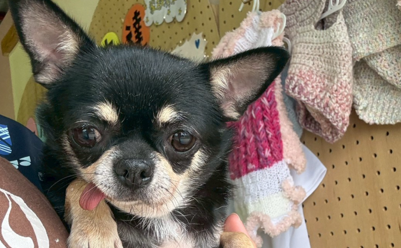 チェリー_5｜保護犬譲渡＆ふれあいカフェLINO（沖縄南城市）