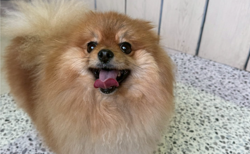 ナッツ_4｜保護犬譲渡＆ふれあいカフェLINO（沖縄南城市）