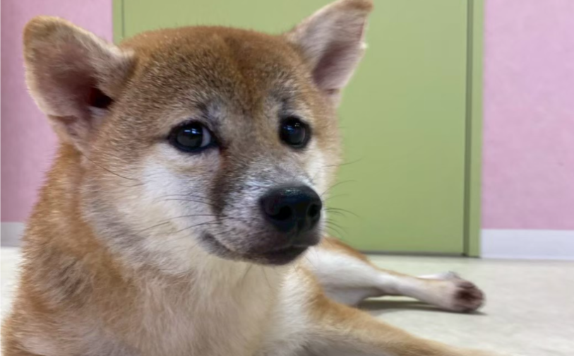 チャチャ｜保護犬譲渡＆ふれあいカフェLINO（沖縄南城市）