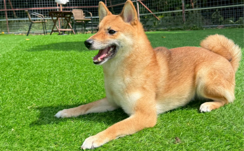 黒糖_4|保護犬譲渡&ふれあいカフェLINO(沖縄南城市)